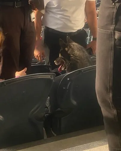 Metallica Welcomes Unlikely Guest: A Dog Named Storm at LA Concert